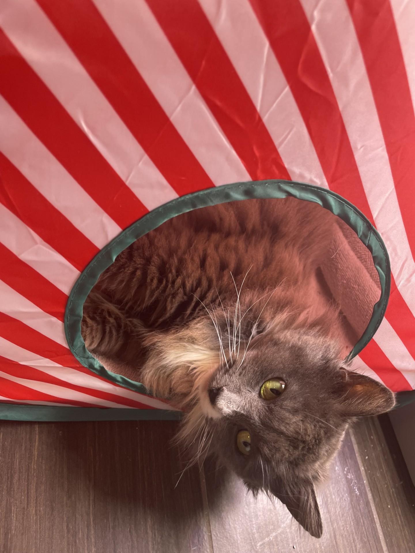 Fuzzy, a Adoptable Domestic Short Hair in Puyallup, WA image 4/6