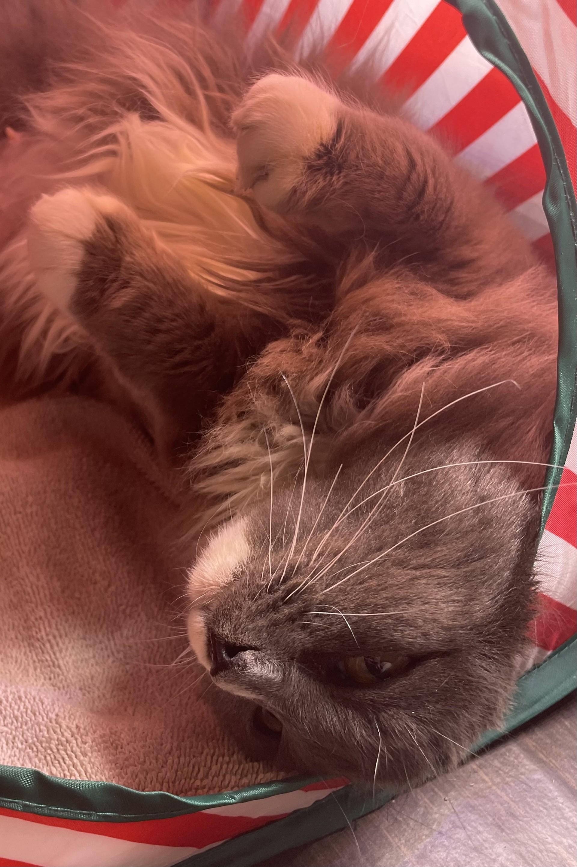 Fuzzy, a Adoptable Domestic Short Hair in Puyallup, WA image 5/6