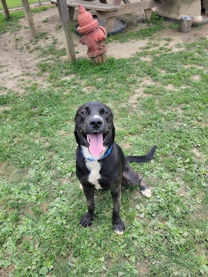 JOE 313-25 (CELL PROGRAM), adoptable, Young Male Labrador Retriever.