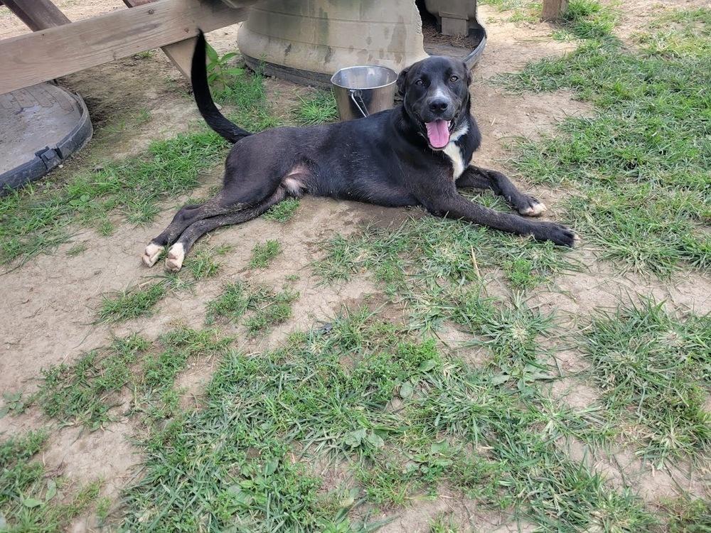 JOE 313-25 (CELL PROGRAM), an adoptable mixed breed in Cambridge, OH image 2/3