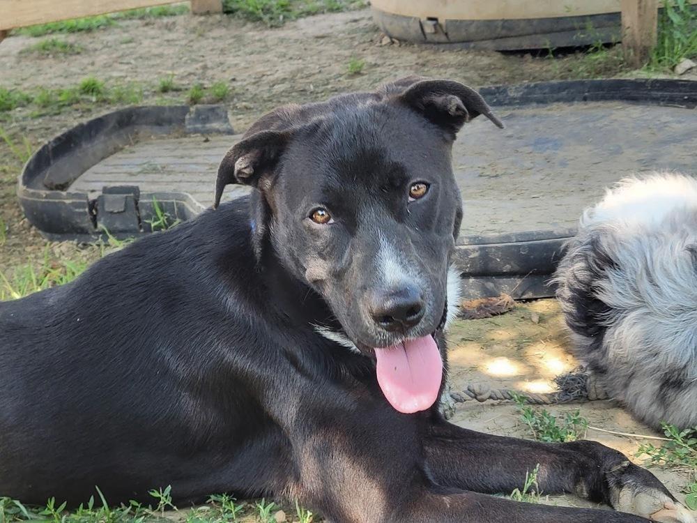 JOE 313-25 (CELL PROGRAM), an adoptable mixed breed in Cambridge, OH image 3/3