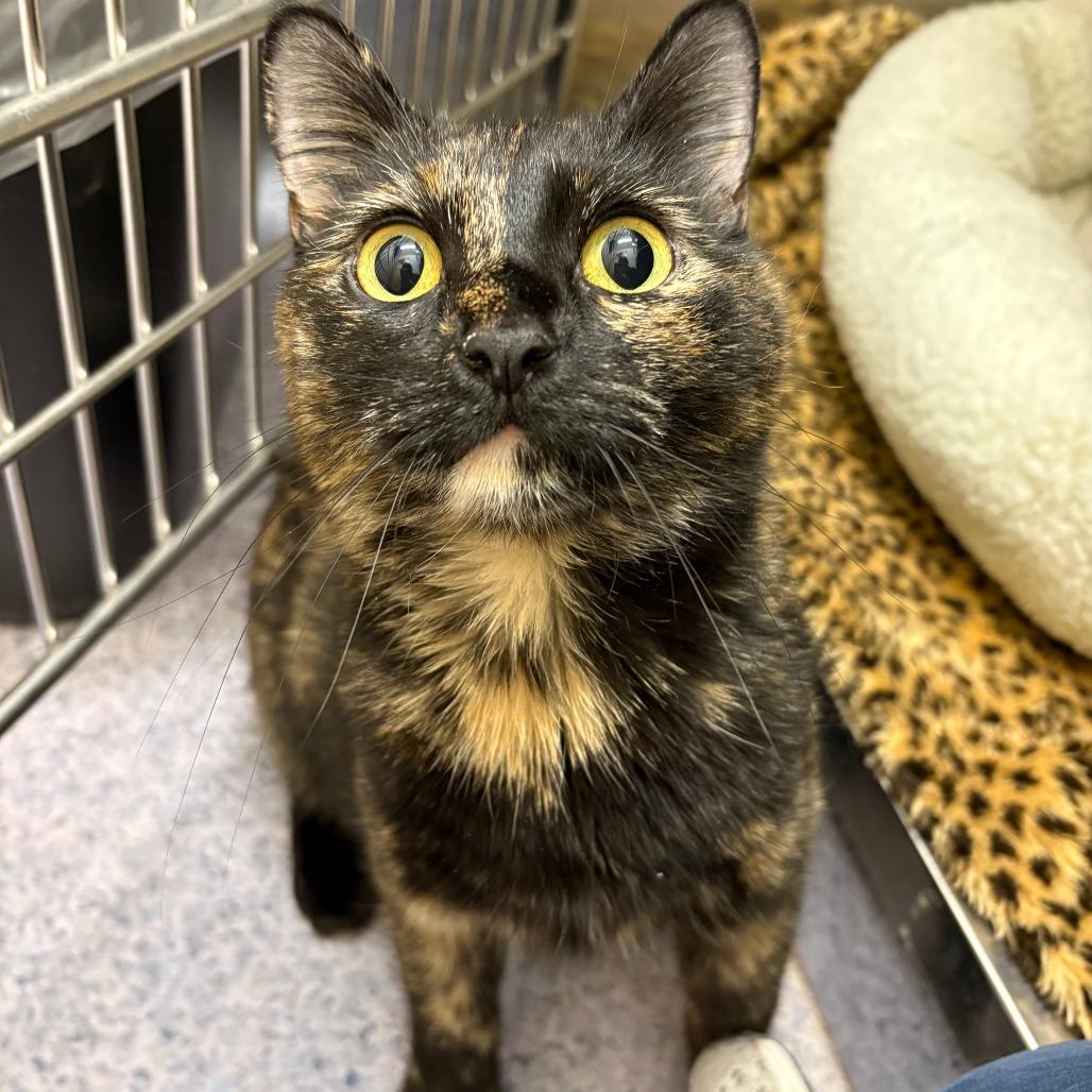 26-77 Eclair, a Adoptable Domestic Short Hair in North Branford, CT image 1/2