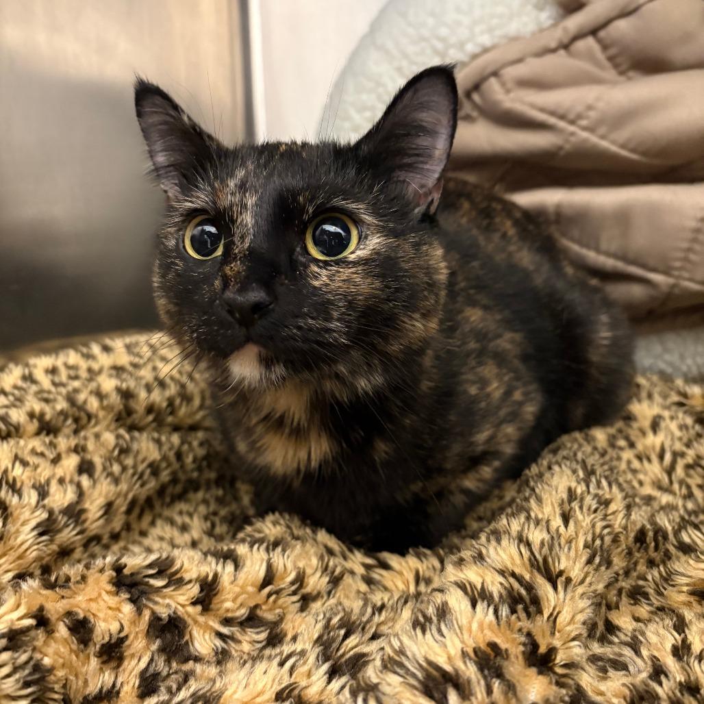 26-77 Eclair, a Adoptable Domestic Short Hair in North Branford, CT image 2/2