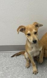 Casey, adopted, Young Male Black Mouth Cur.