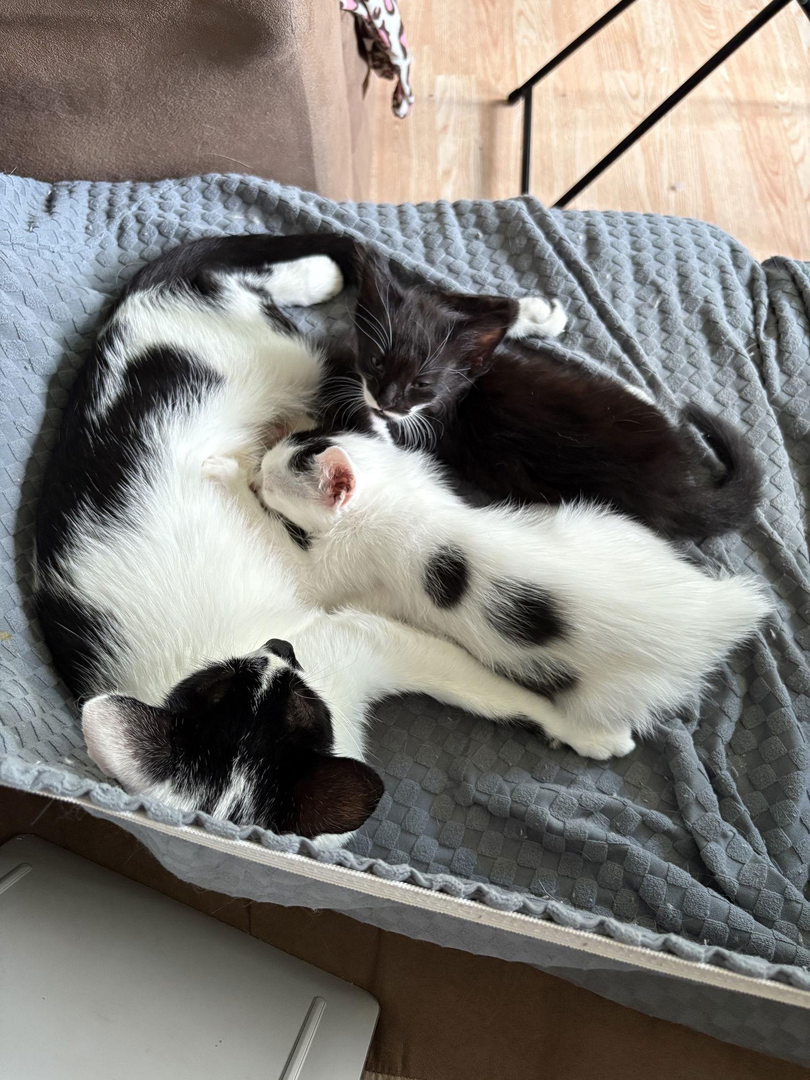 Kaleidos, Adoptable, Adult Female Domestic Short Hair.