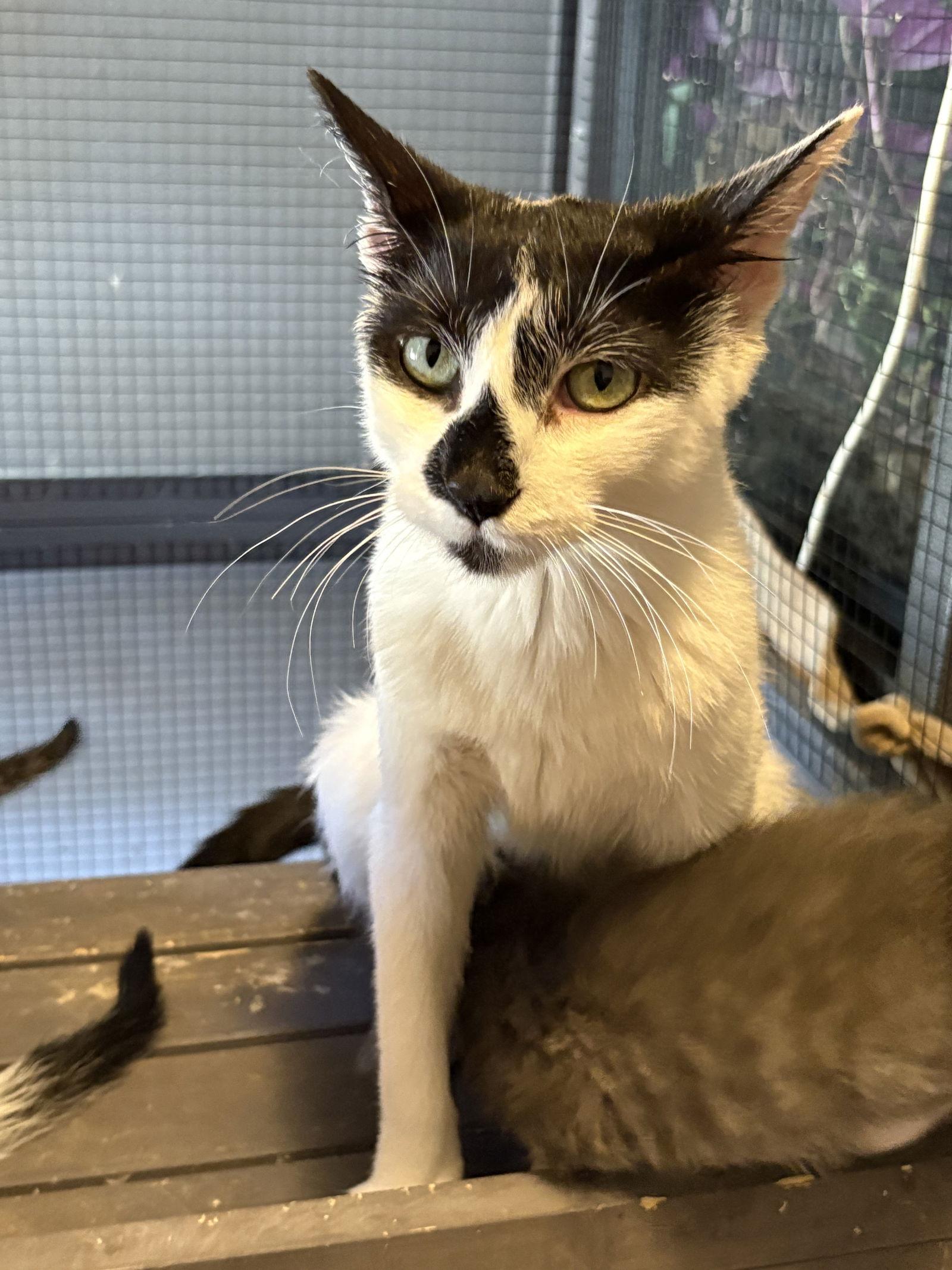 Kaleidos, Adoptable, Adult Female Domestic Short Hair.