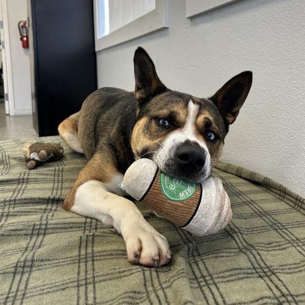 Enlarge Buddy, a Adoptable mixed breed in Hawthorne, CA image 1/6