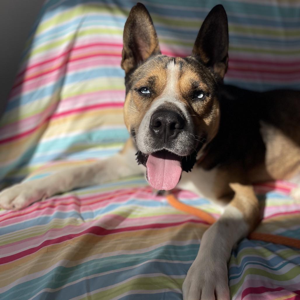 Enlarge Buddy, a Adoptable mixed breed in Hawthorne, CA image 4/6