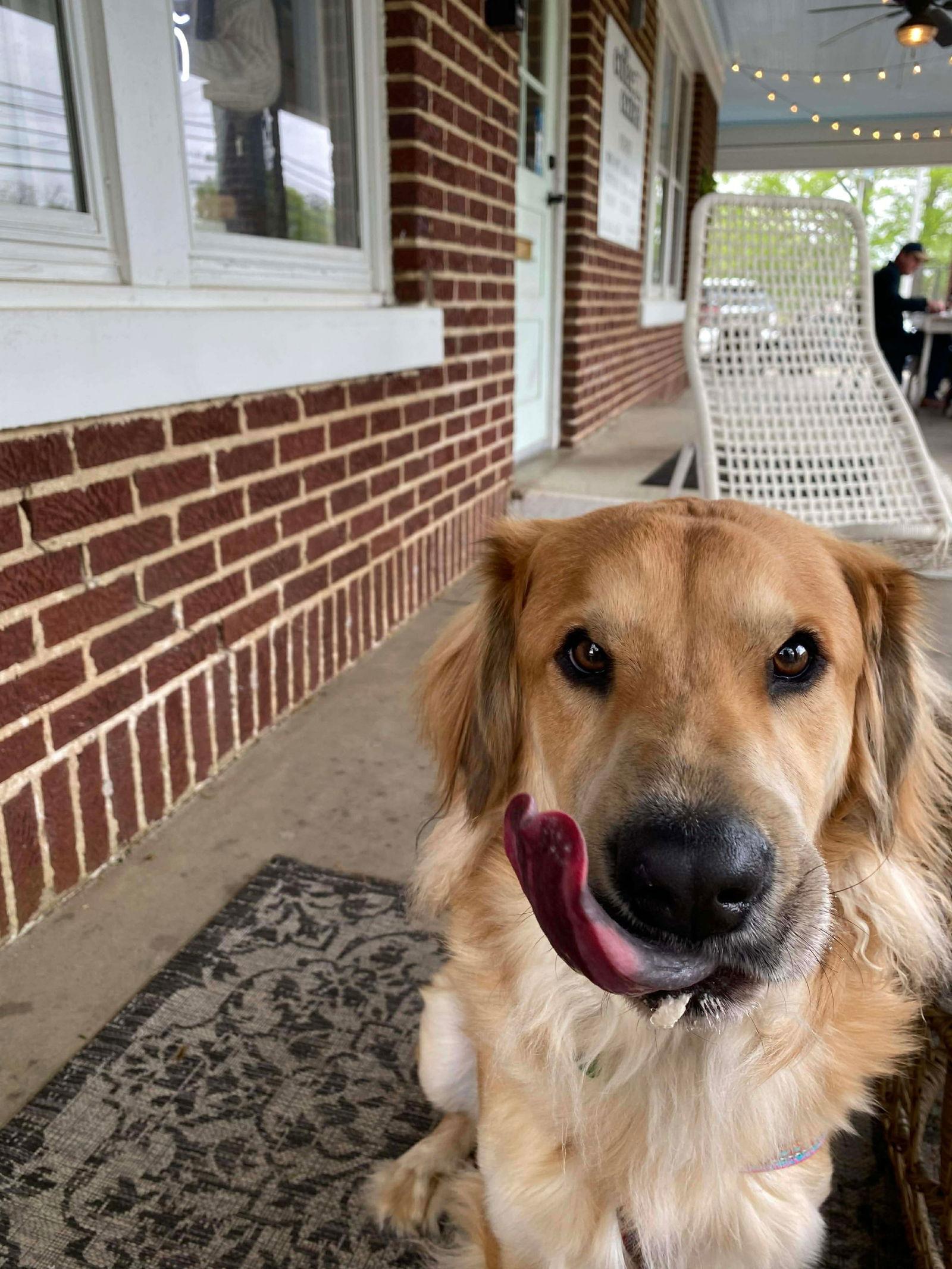 Enlarge ZCL-C-Pippin, a Adoptable mixed breed in Horn Lake, MS image 1/3