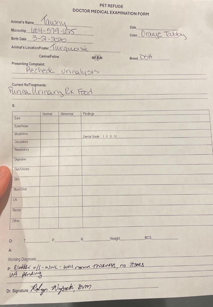 Tawny — thumbnail 6