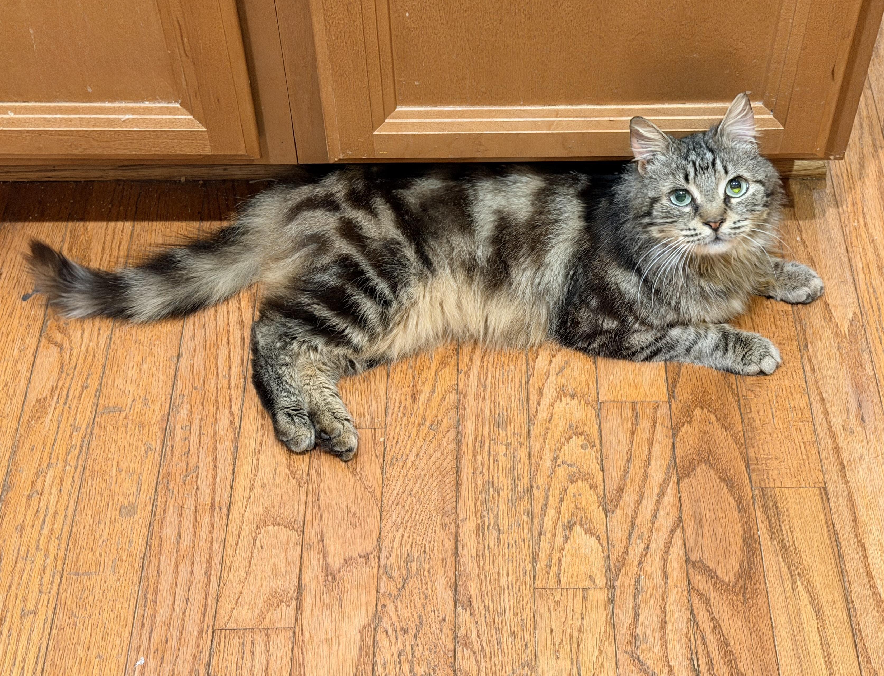 Jinx Male Tabby Medium Length Hair, a Adoptable Domestic Medium Hair in Monroe, NC image 2/4