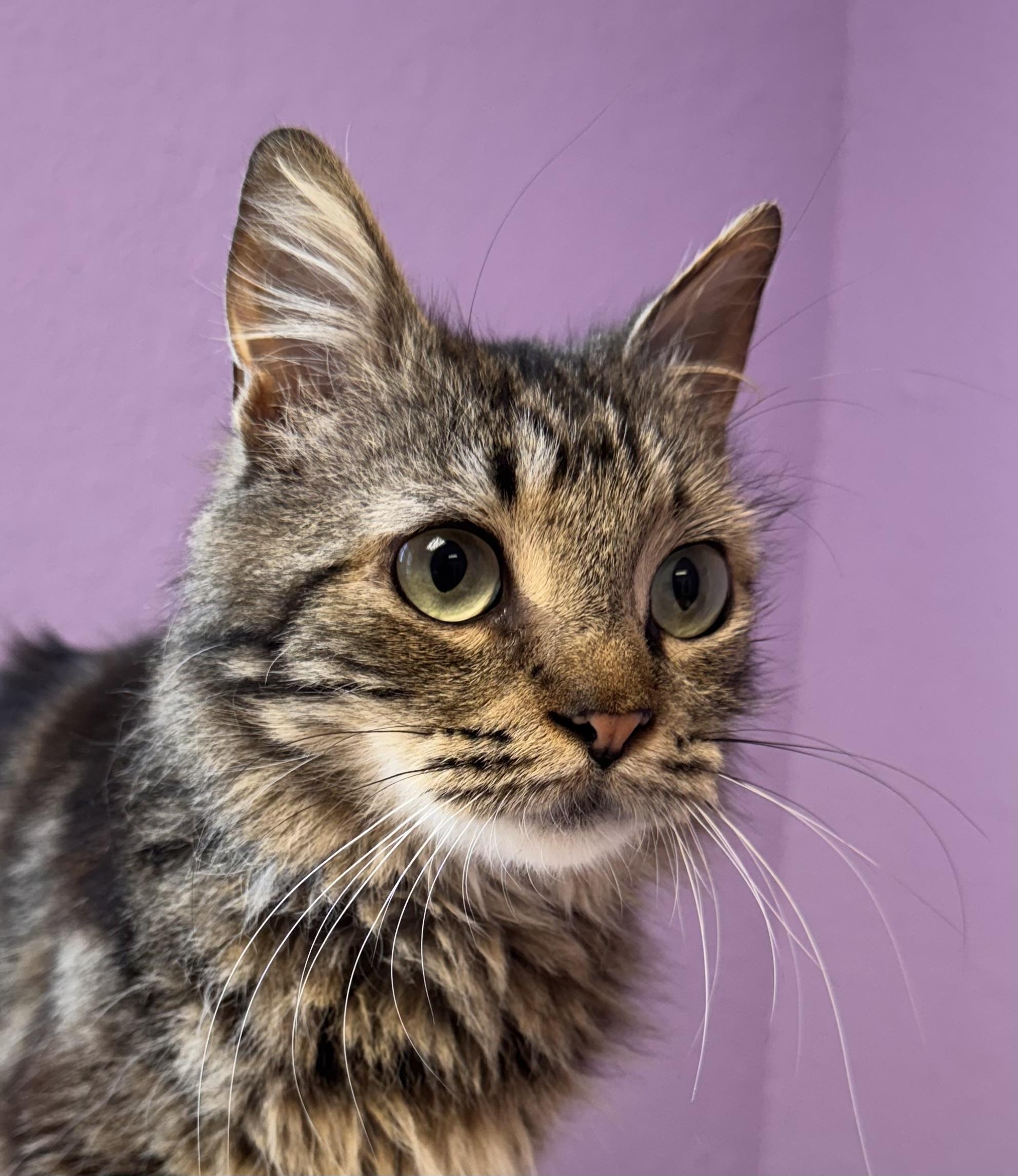 Jinx Male Tabby Medium Length Hair, Adoptable, Adult Male Domestic Medium Hair.