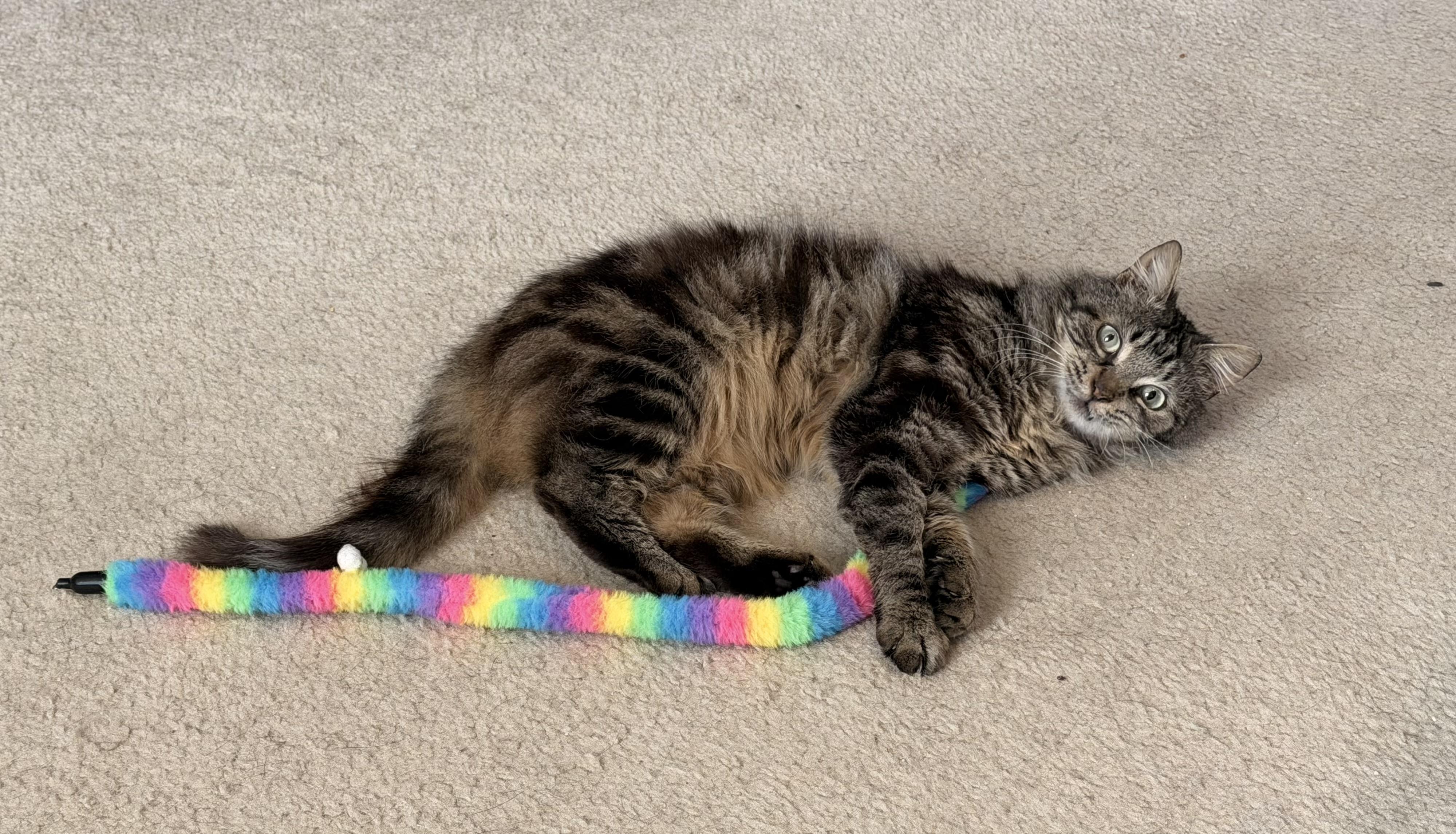 Jinx Male Tabby Medium Length Hair, a Adoptable Domestic Medium Hair in Monroe, NC image 3/4