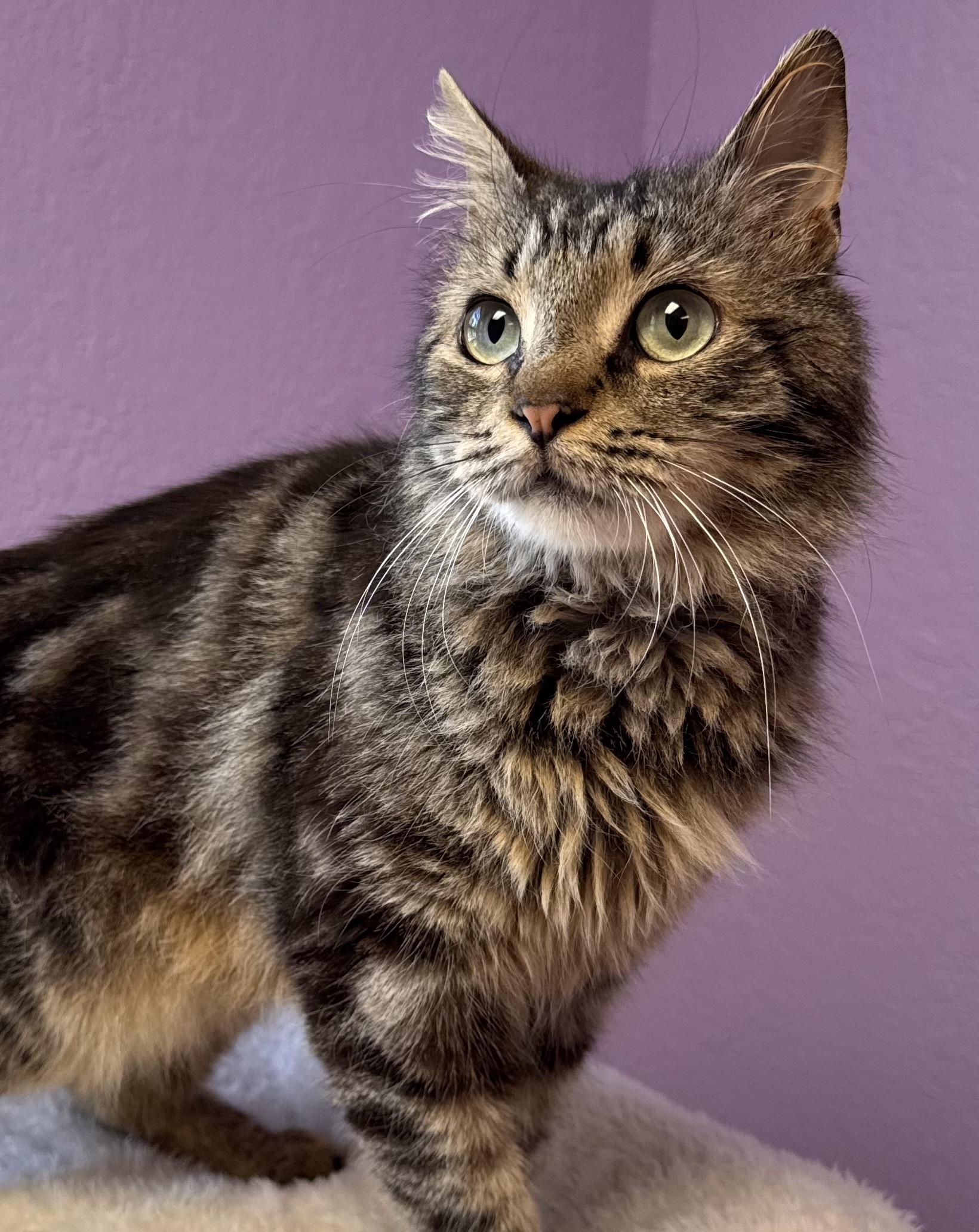 Jinx Male Tabby Medium Length Hair, a Adoptable Domestic Medium Hair in Monroe, NC image 4/4