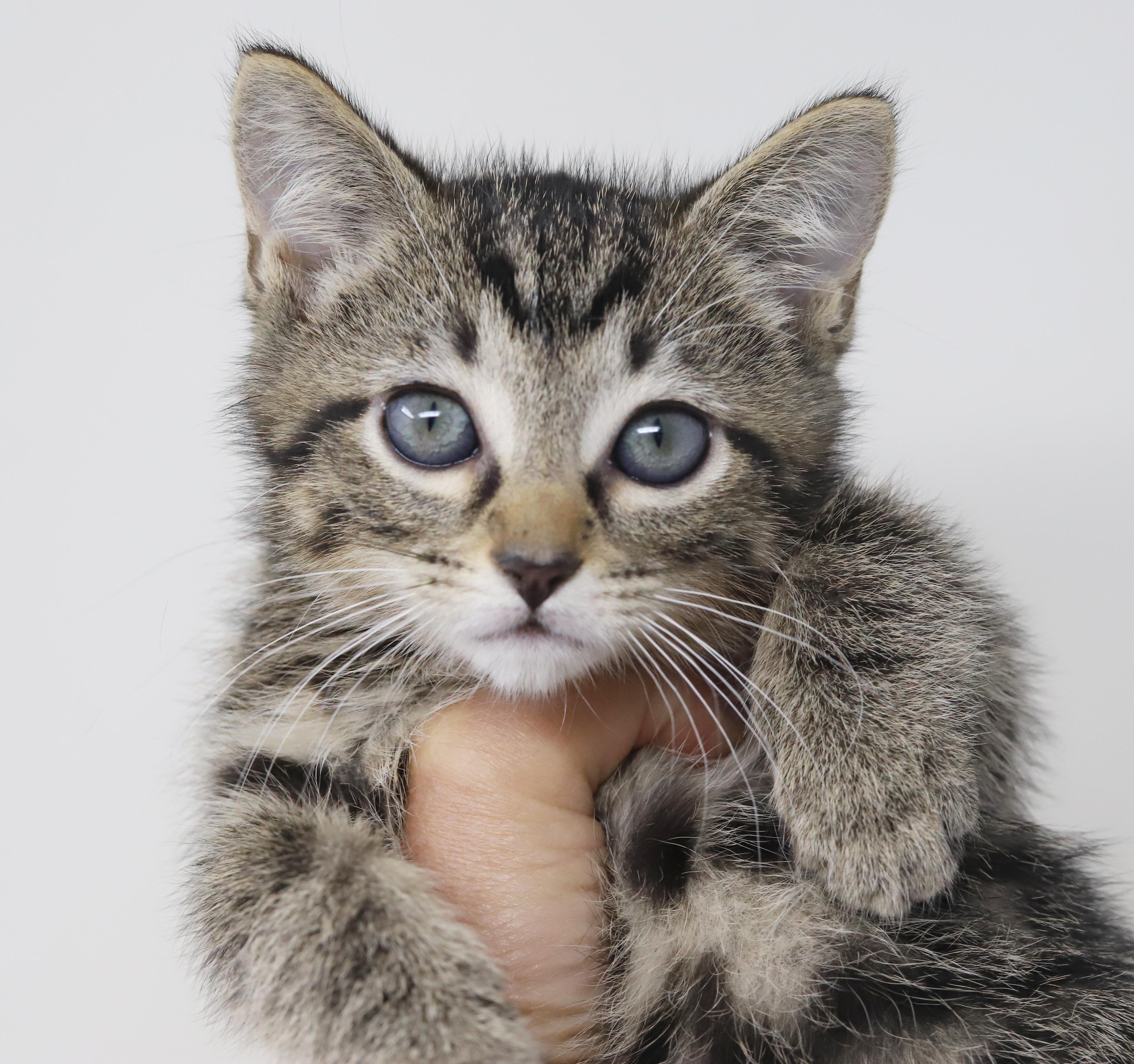 Colgate is a fun loving cutie! MOST FRIENDLY kitten ever! Blue eyes too!