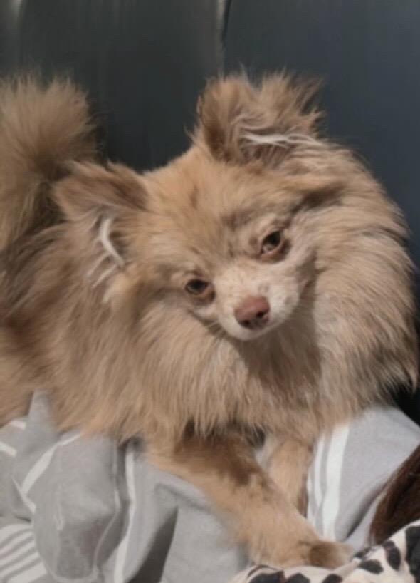 Enlarge Chai *NEW!*, a ADOPTABLE Pomeranian in Niagara Falls, ON image 1/5