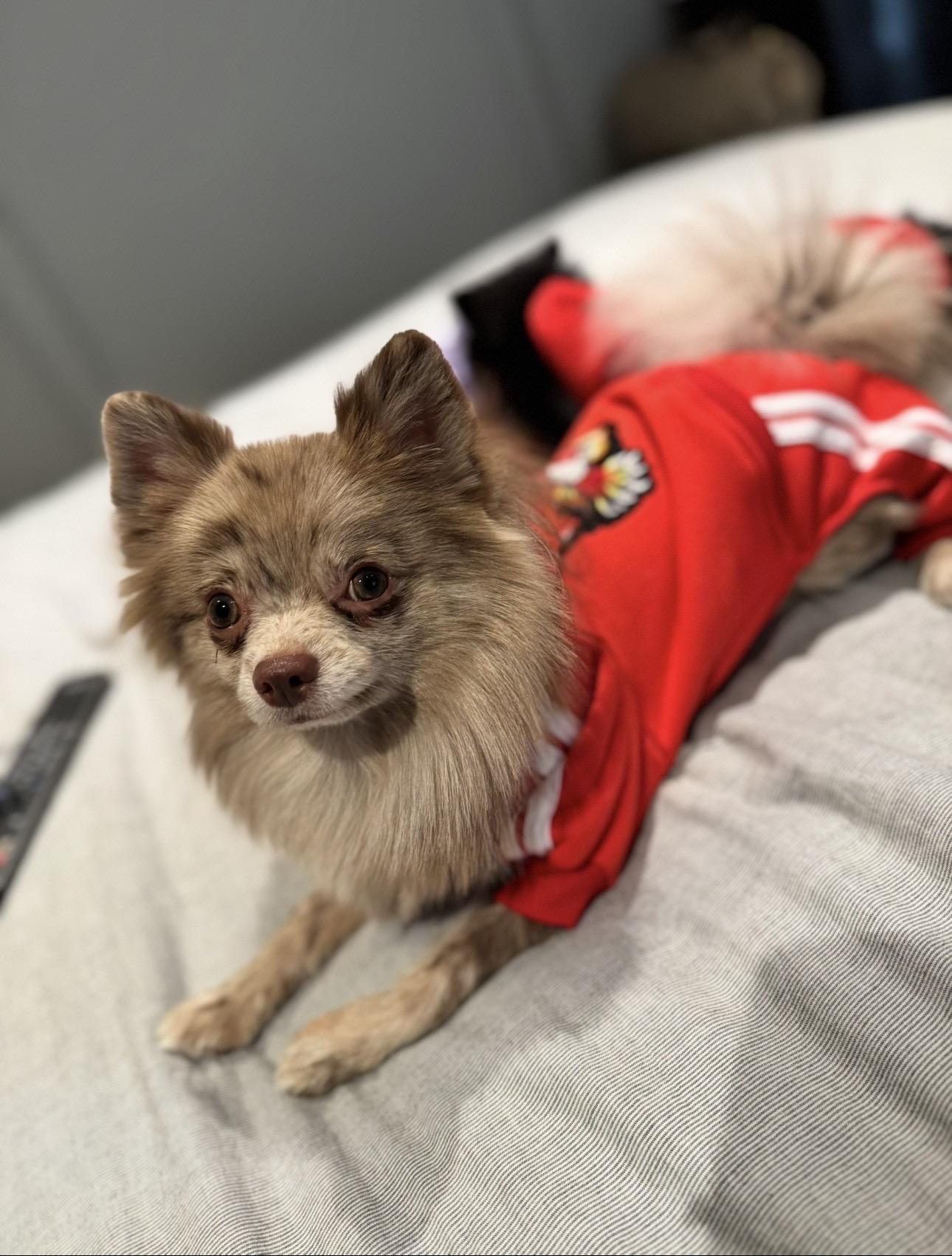 Enlarge Chai *NEW!*, a ADOPTABLE Pomeranian in Niagara Falls, ON image 5/5