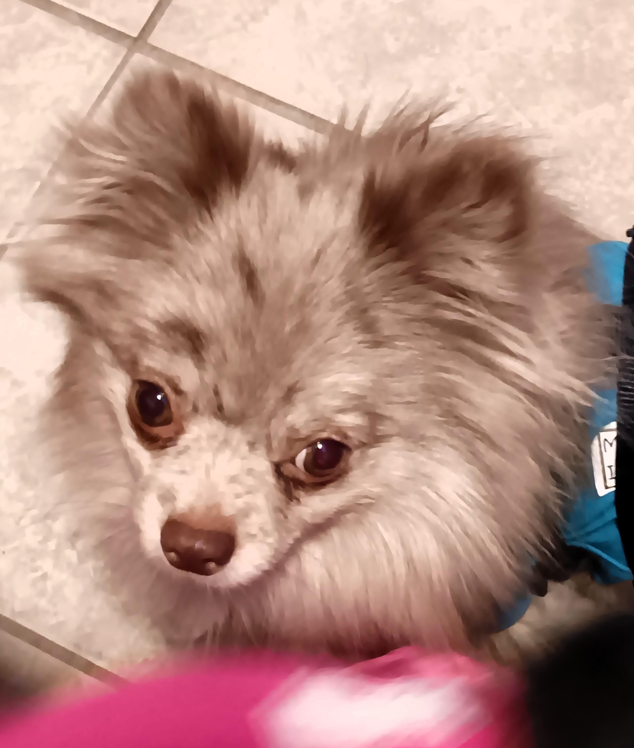Enlarge Chai *NEW!*, a ADOPTABLE Pomeranian in Niagara Falls, ON image 2/5