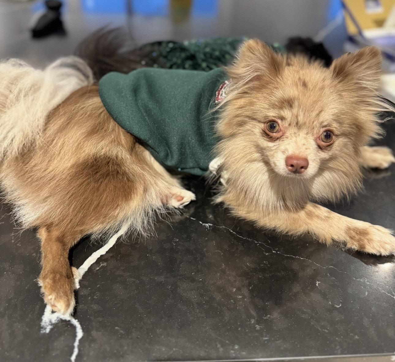 Enlarge Chai *NEW!*, a ADOPTABLE Pomeranian in Niagara Falls, ON image 4/5