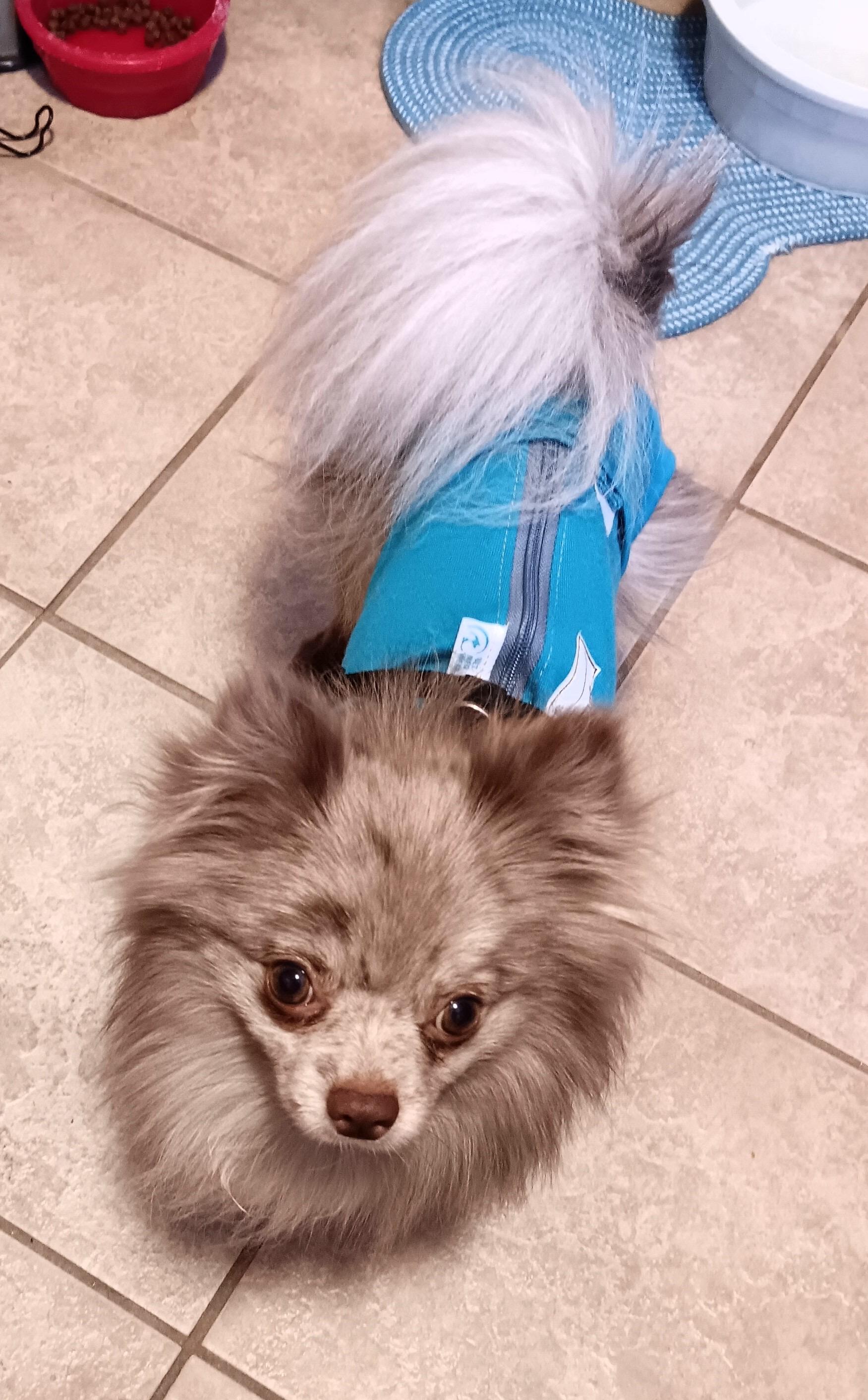 Enlarge Chai *NEW!*, a ADOPTABLE Pomeranian in Niagara Falls, ON image 3/5