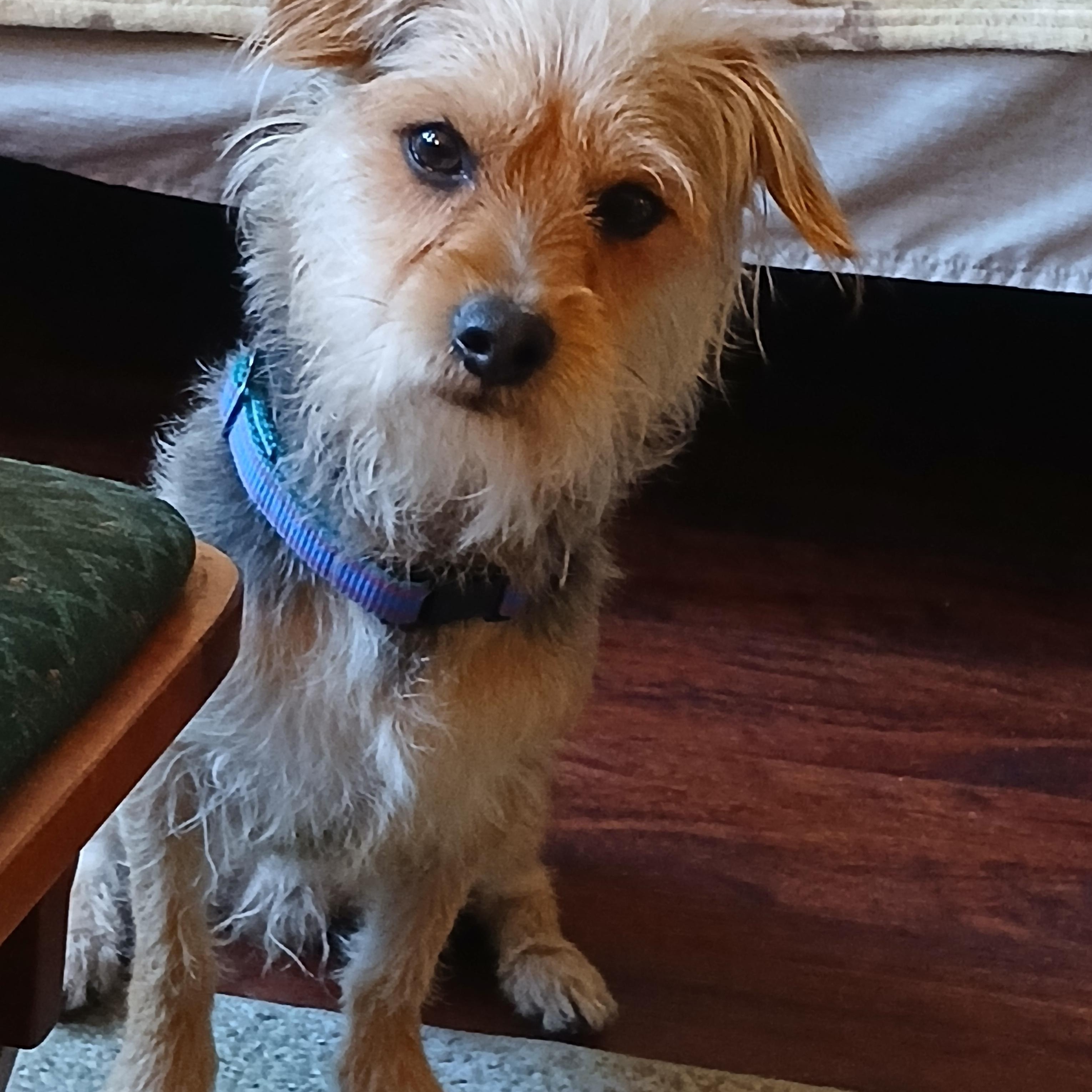 Sammy, ADOPTABLE, Young Male Schnauzer & Terrier.