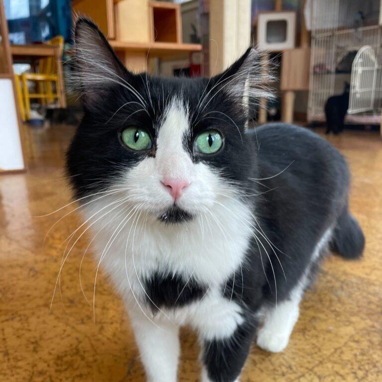 Boris, Adoptable, Young Male Domestic Medium Hair.