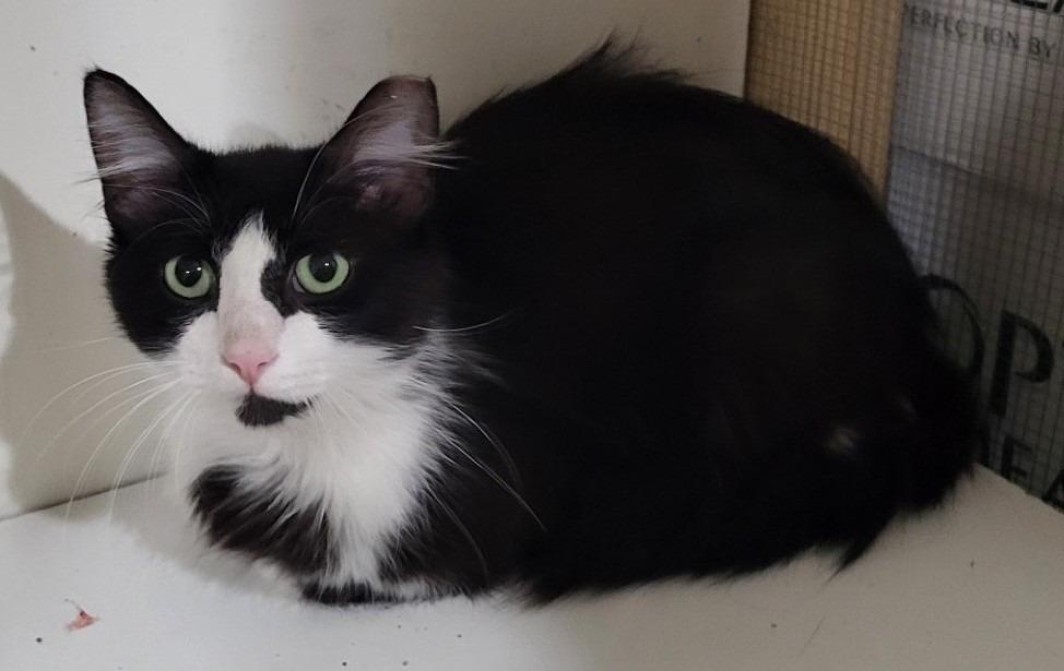 Boris, Adoptable, Young Male Domestic Medium Hair.