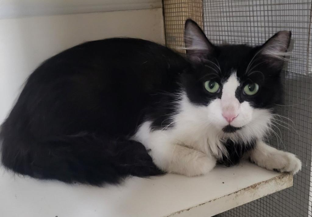 Enlarge Boris, a Adoptable mixed breed in St. Louis, MO image 2/3