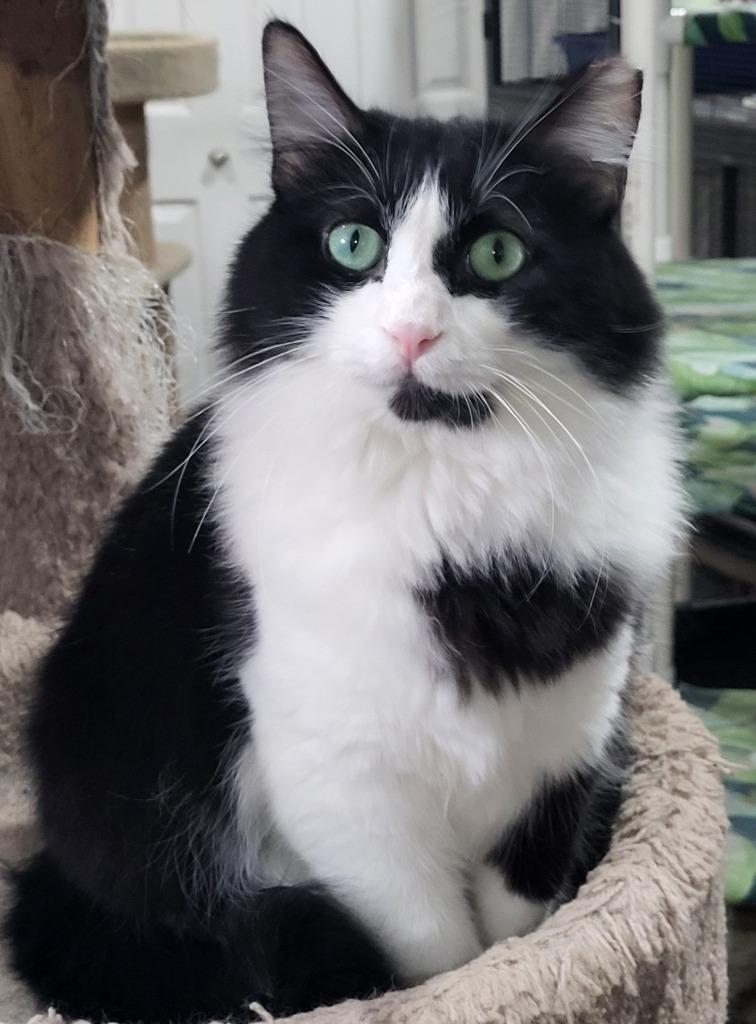 Enlarge Boris, a Adoptable mixed breed in St. Louis, MO image 3/3