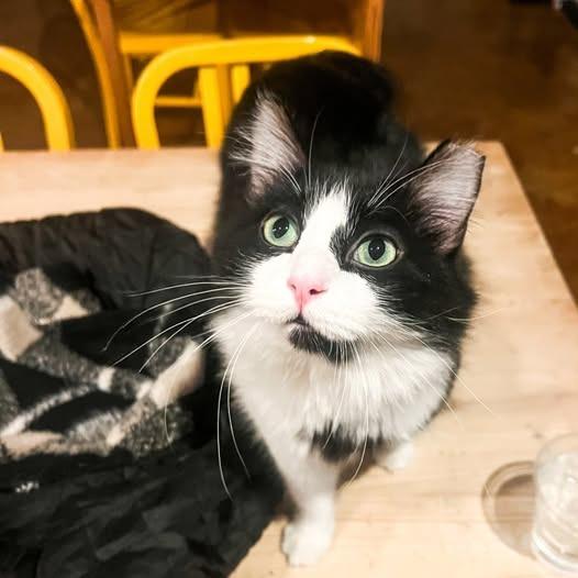 Boris, Adoptable, Young Male Domestic Medium Hair.