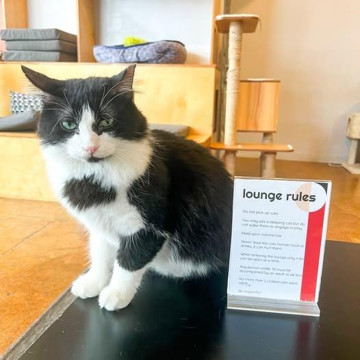 Boris — thumbnail 4