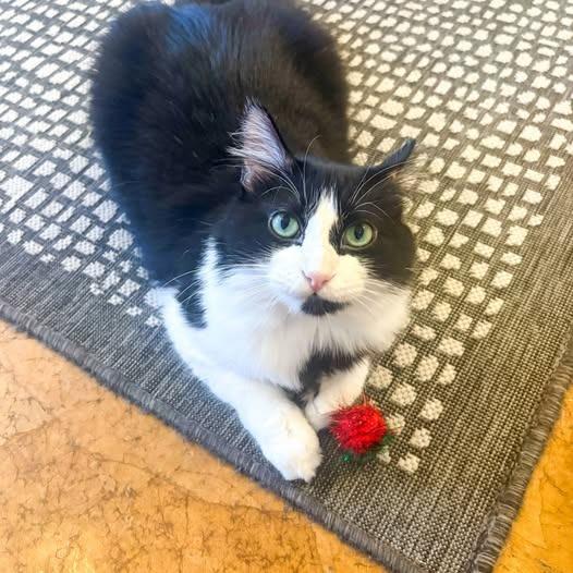 Enlarge Boris, a Adoptable mixed breed in St. Louis, MO image 5/6