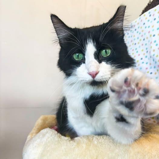 Boris — thumbnail 6