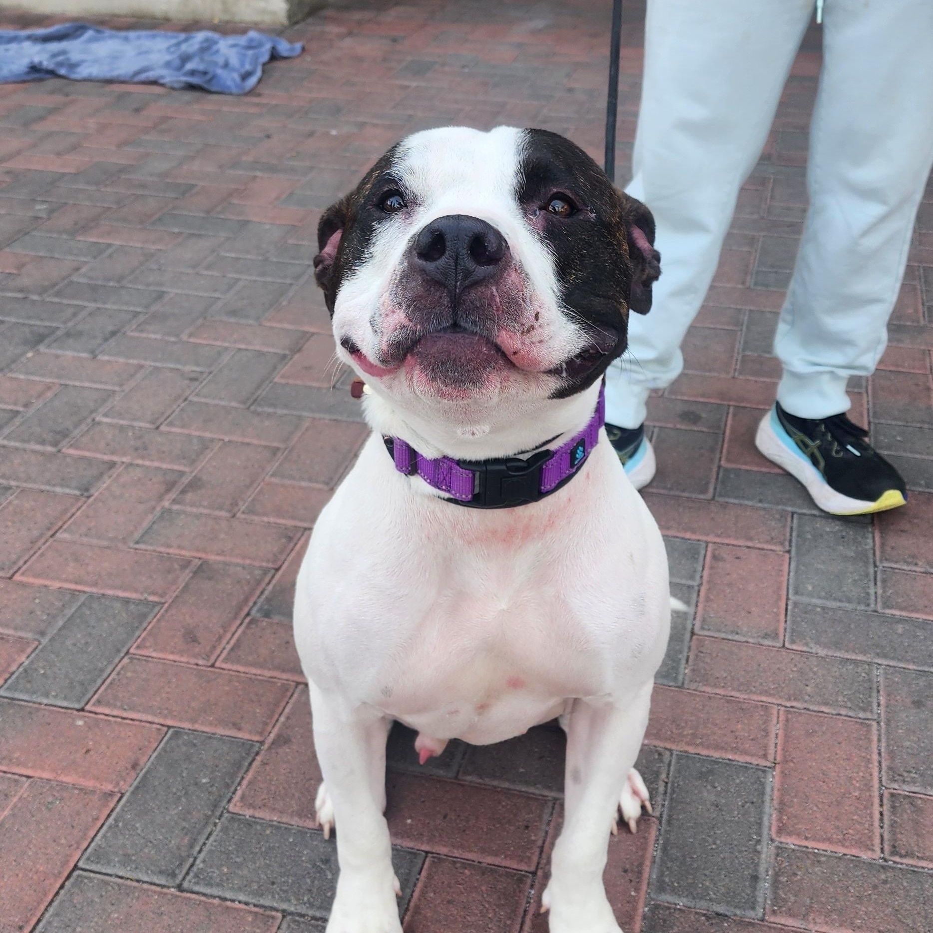 Enlarge COMMANDER, a Adoptable Pit Bull Terrier in Las Vegas, NV image 5/6