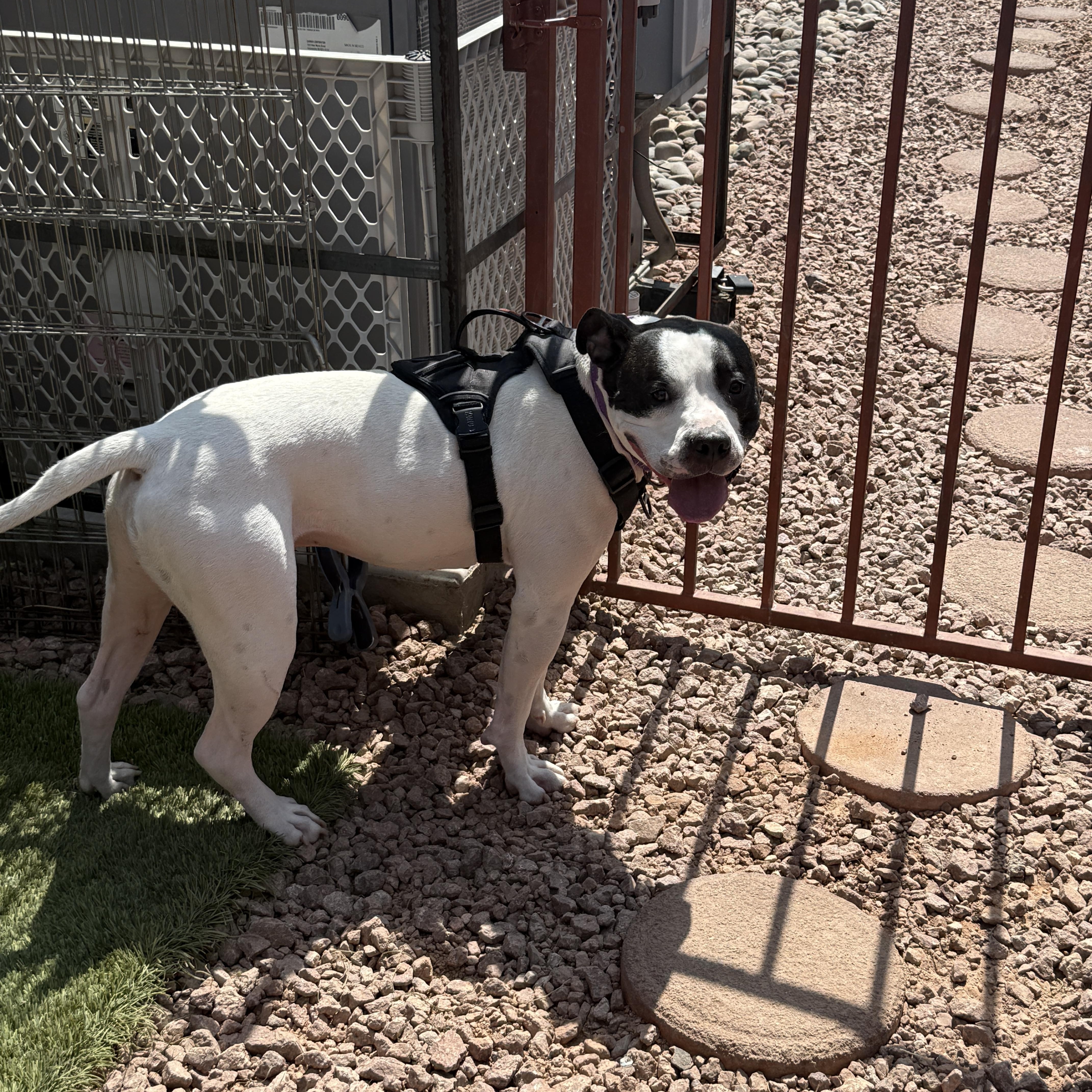 Enlarge COMMANDER, a Adoptable Pit Bull Terrier in Las Vegas, NV image 2/6