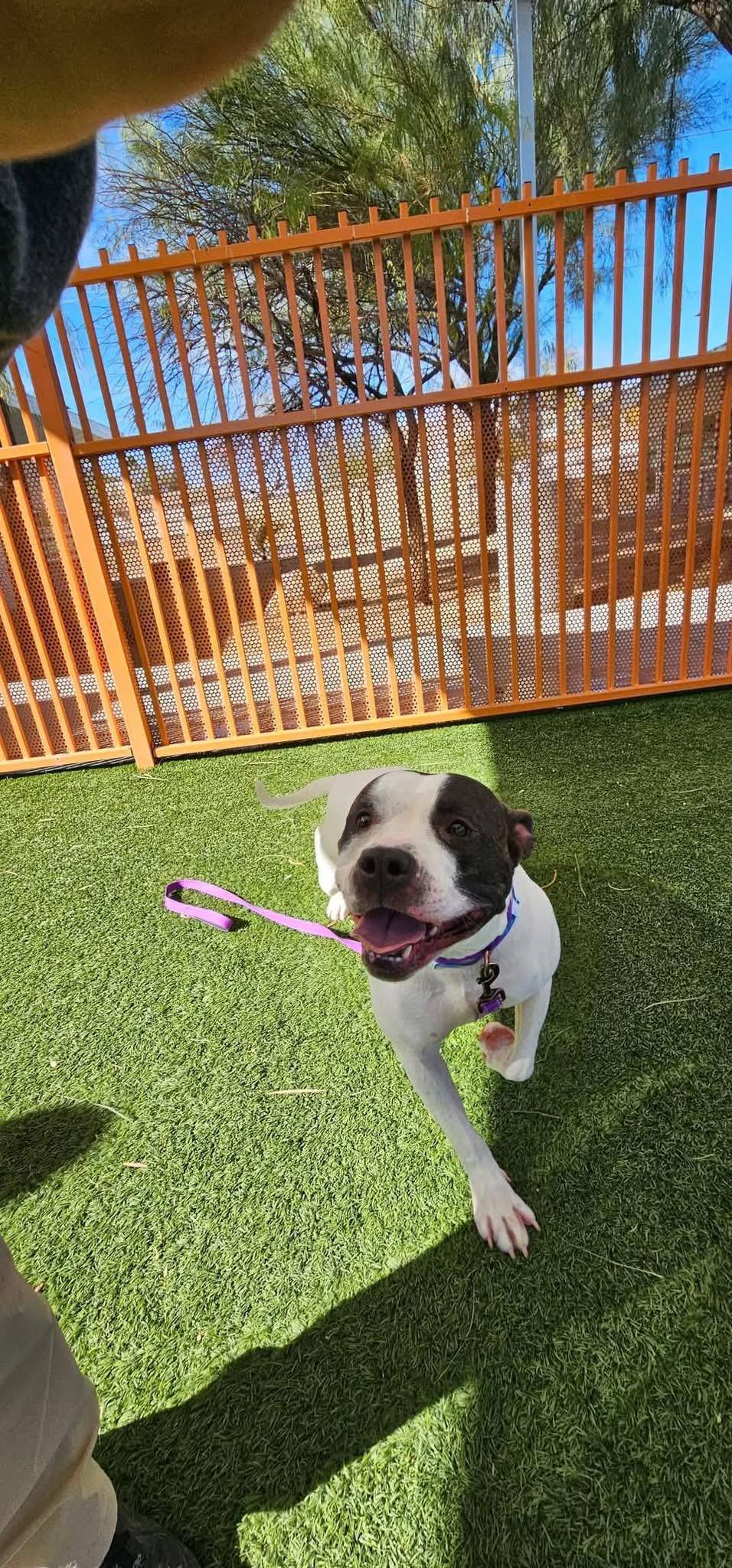 Enlarge COMMANDER, a Adoptable Pit Bull Terrier in Las Vegas, NV image 6/6