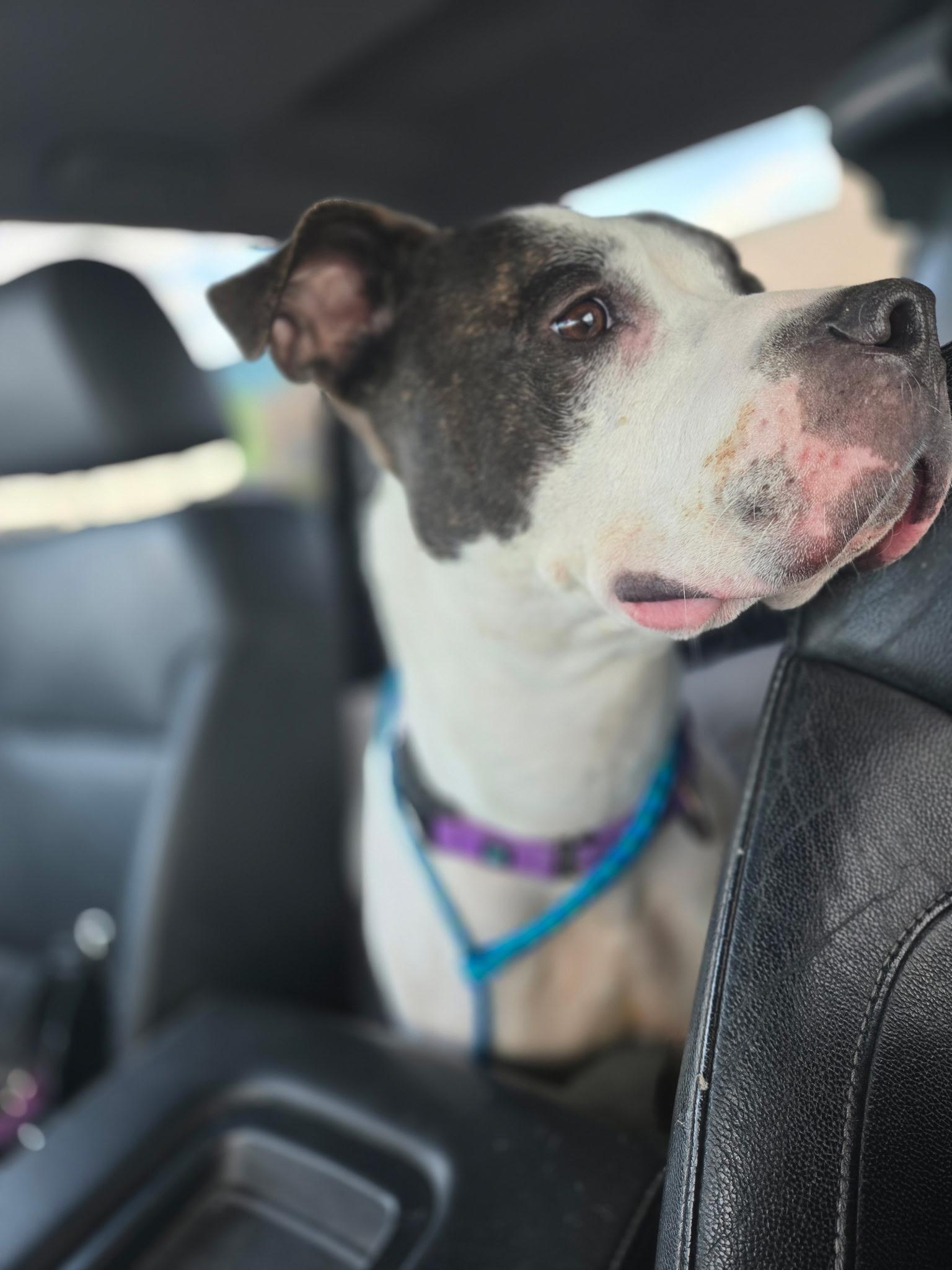 Enlarge COMMANDER, a Adoptable Pit Bull Terrier in Las Vegas, NV image 4/6