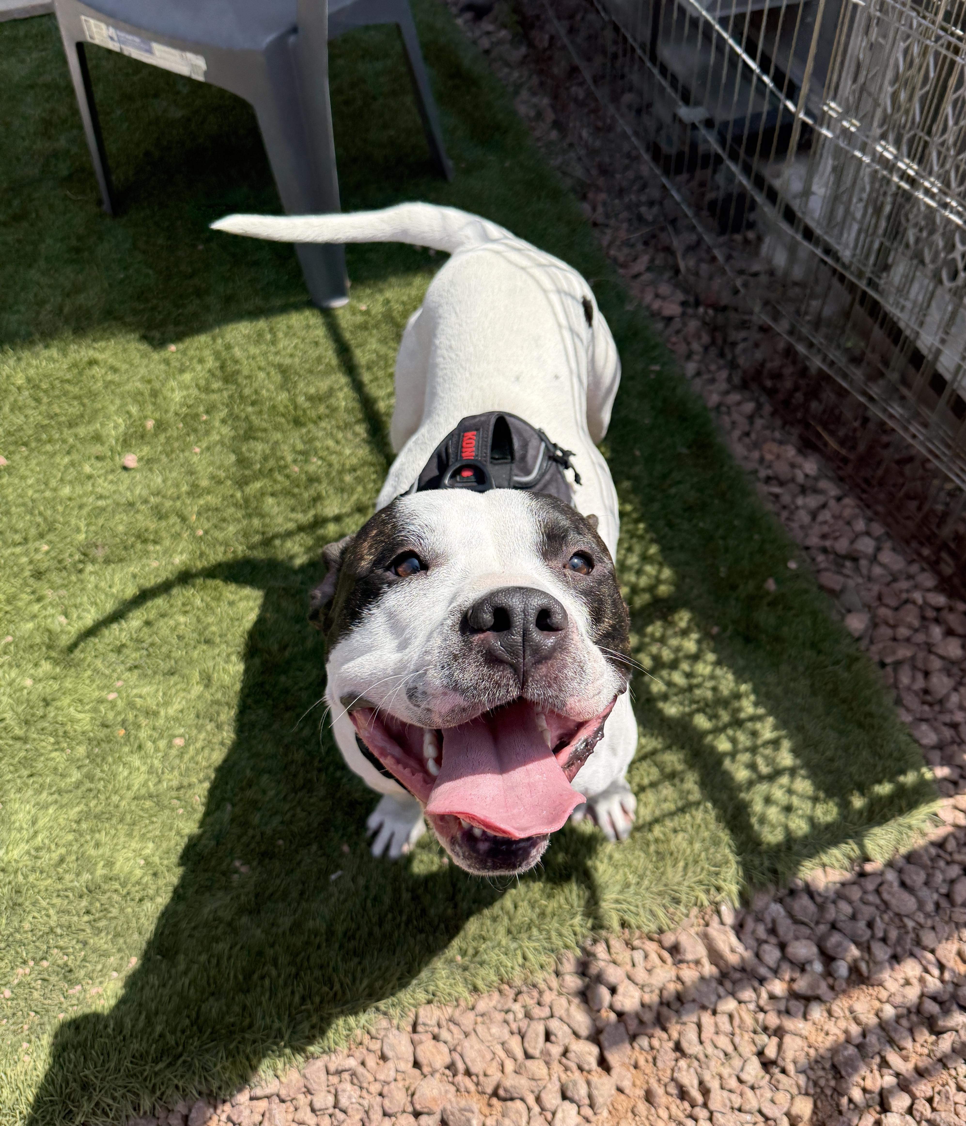 Enlarge COMMANDER, a Adoptable Pit Bull Terrier in Las Vegas, NV image 3/6