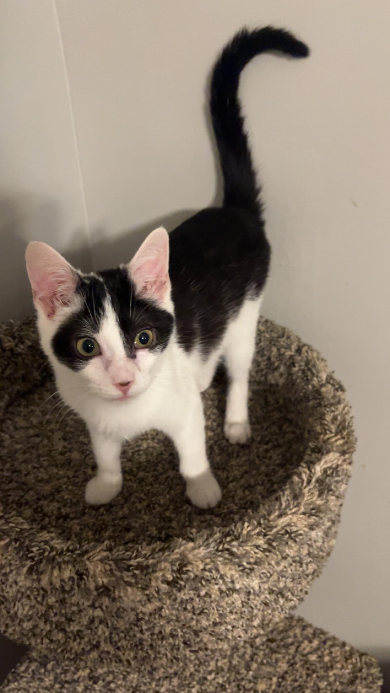 Enlarge Phish, a ADOPTABLE Domestic Short Hair in Columbia, SC image 4/4