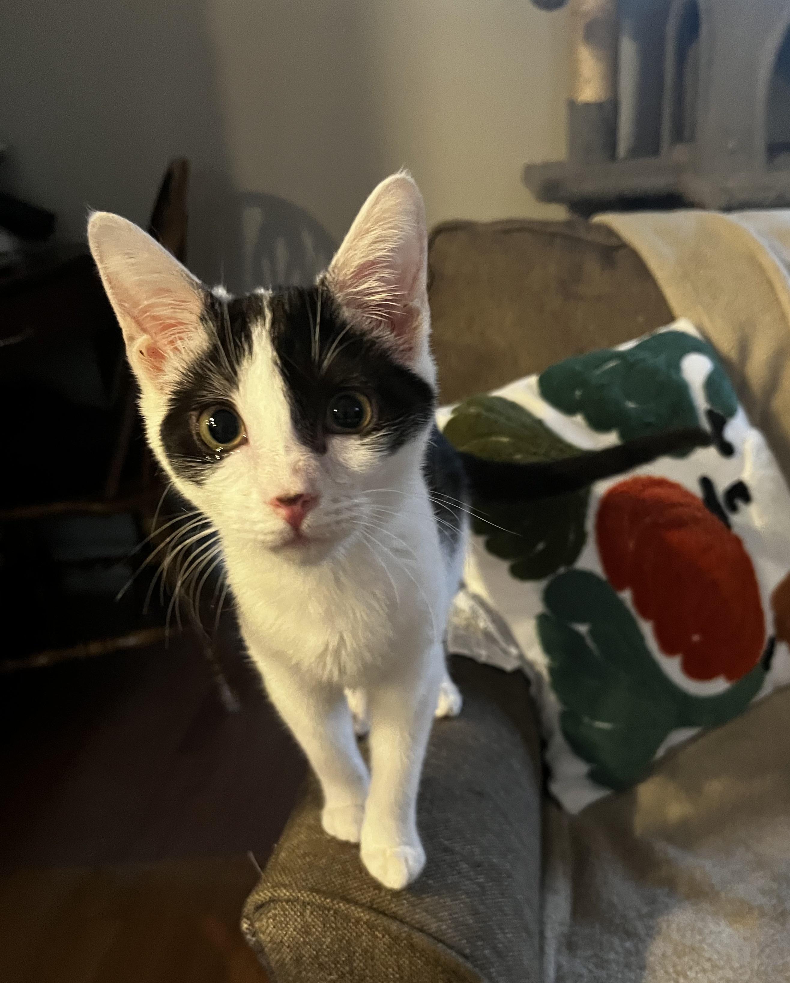 Phish, ADOPTABLE, Young Female Domestic Short Hair.