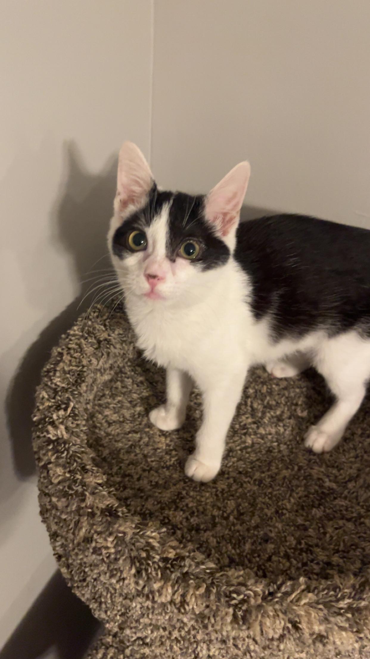 Enlarge Phish, a ADOPTABLE Domestic Short Hair in Columbia, SC image 3/4