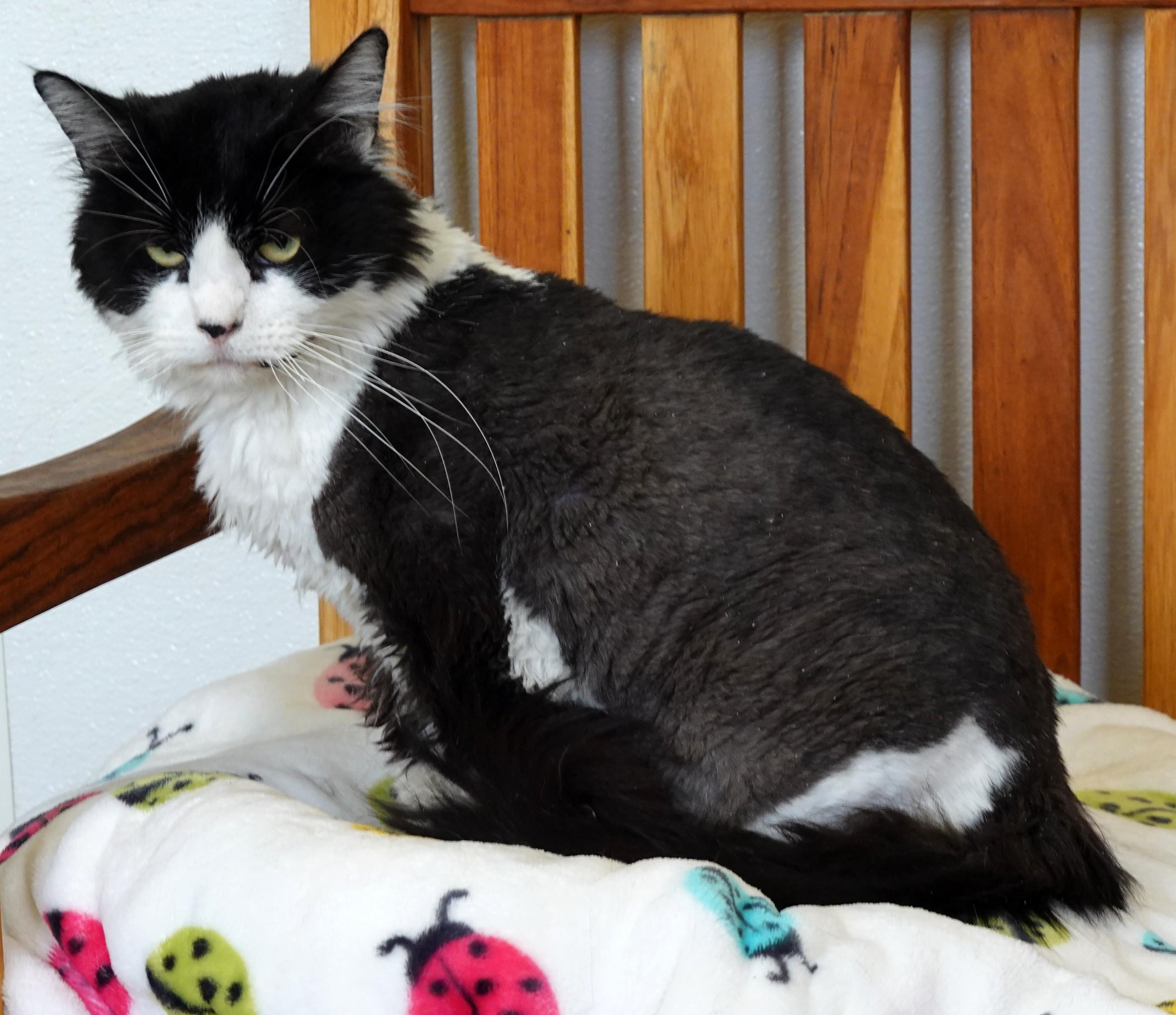 Oreo, an adoptable Domestic Long Hair, Tuxedo in Anaconda, MT, 59711 | Photo Image 1