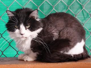 Oreo, an adoptable Domestic Long Hair, Tuxedo in Anaconda, MT, 59711 | Photo Image 2