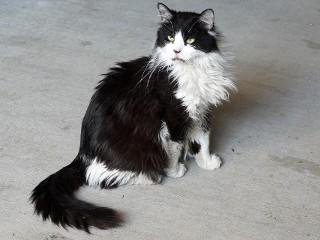 Oreo, an adoptable Domestic Long Hair, Tuxedo in Anaconda, MT, 59711 | Photo Image 2