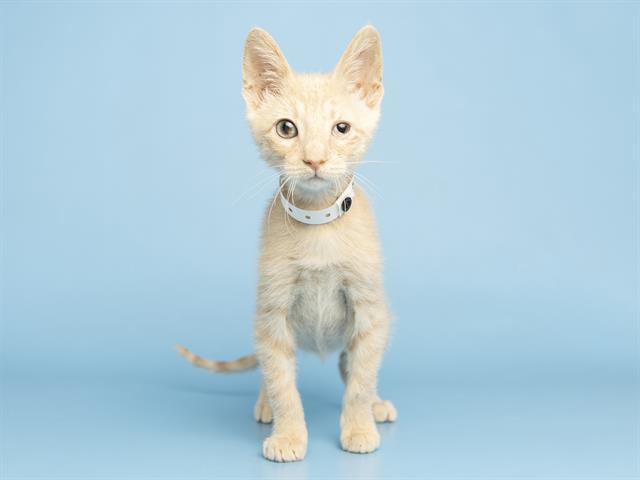 PIPER, Adoptable, Kitten Female Domestic Short Hair.