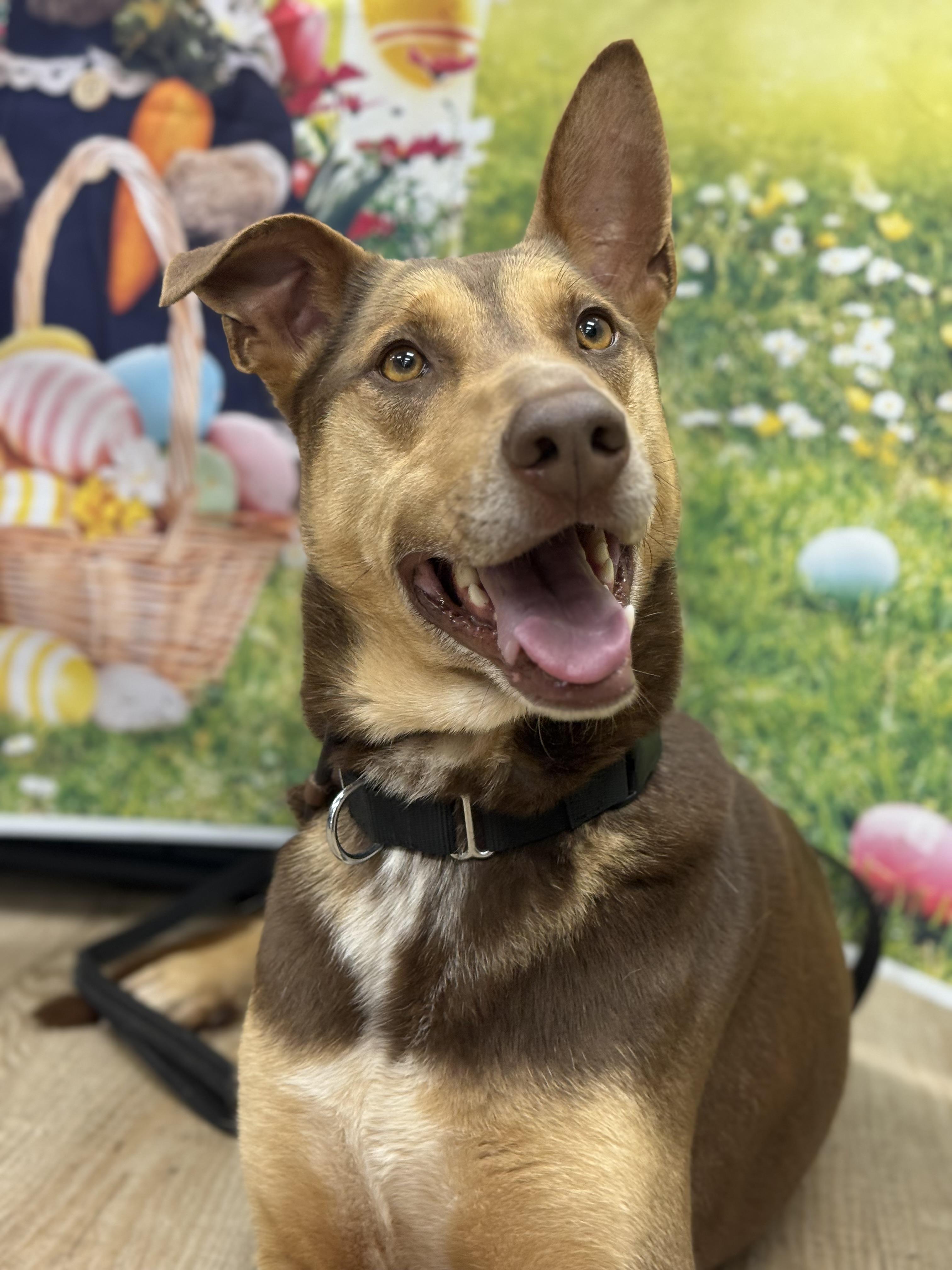 Enlarge Hugo , a ADOPTABLE mixed breed in Mendham, NJ image 1/4