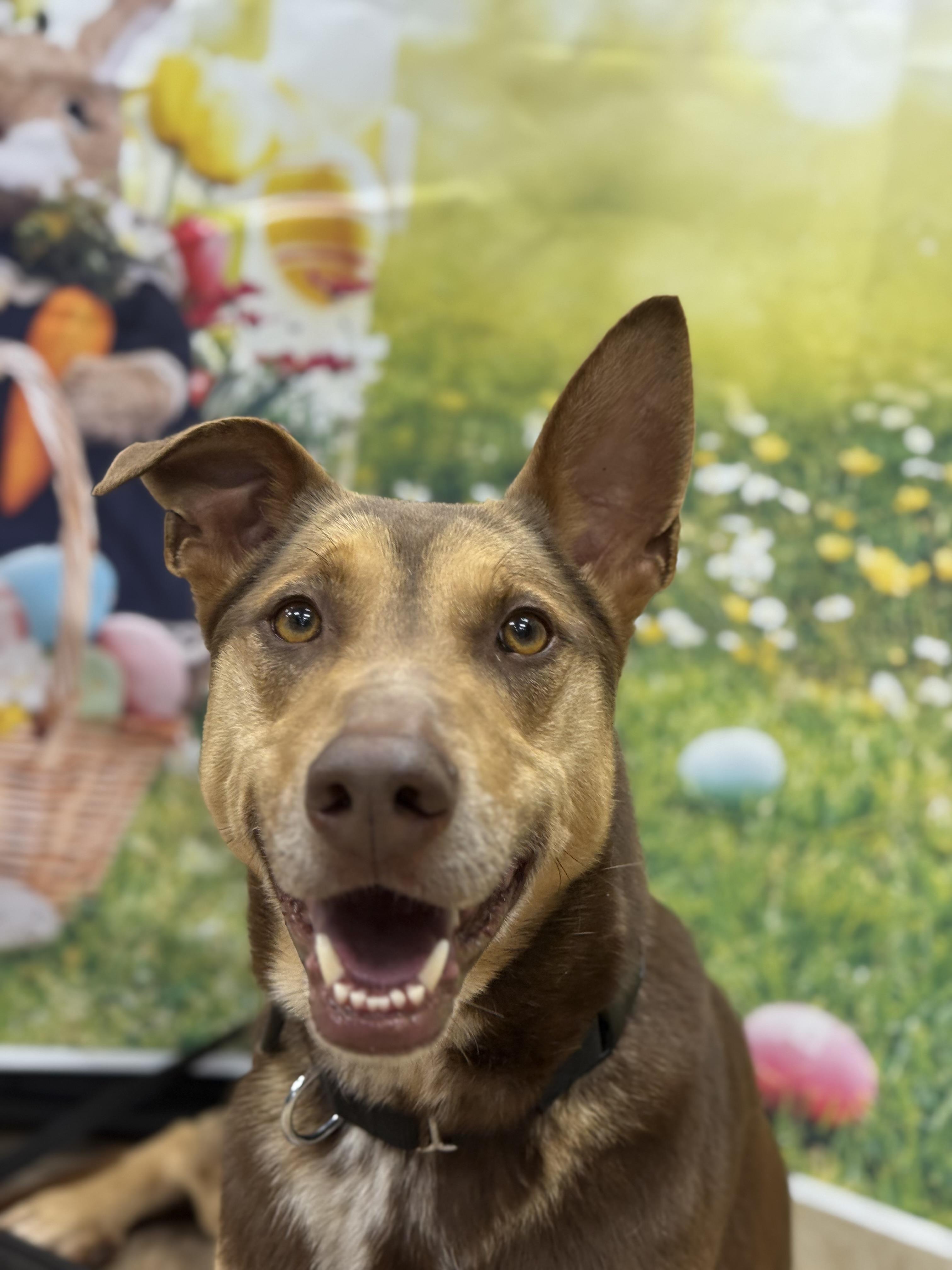 Enlarge Hugo , a ADOPTABLE mixed breed in Mendham, NJ image 2/4