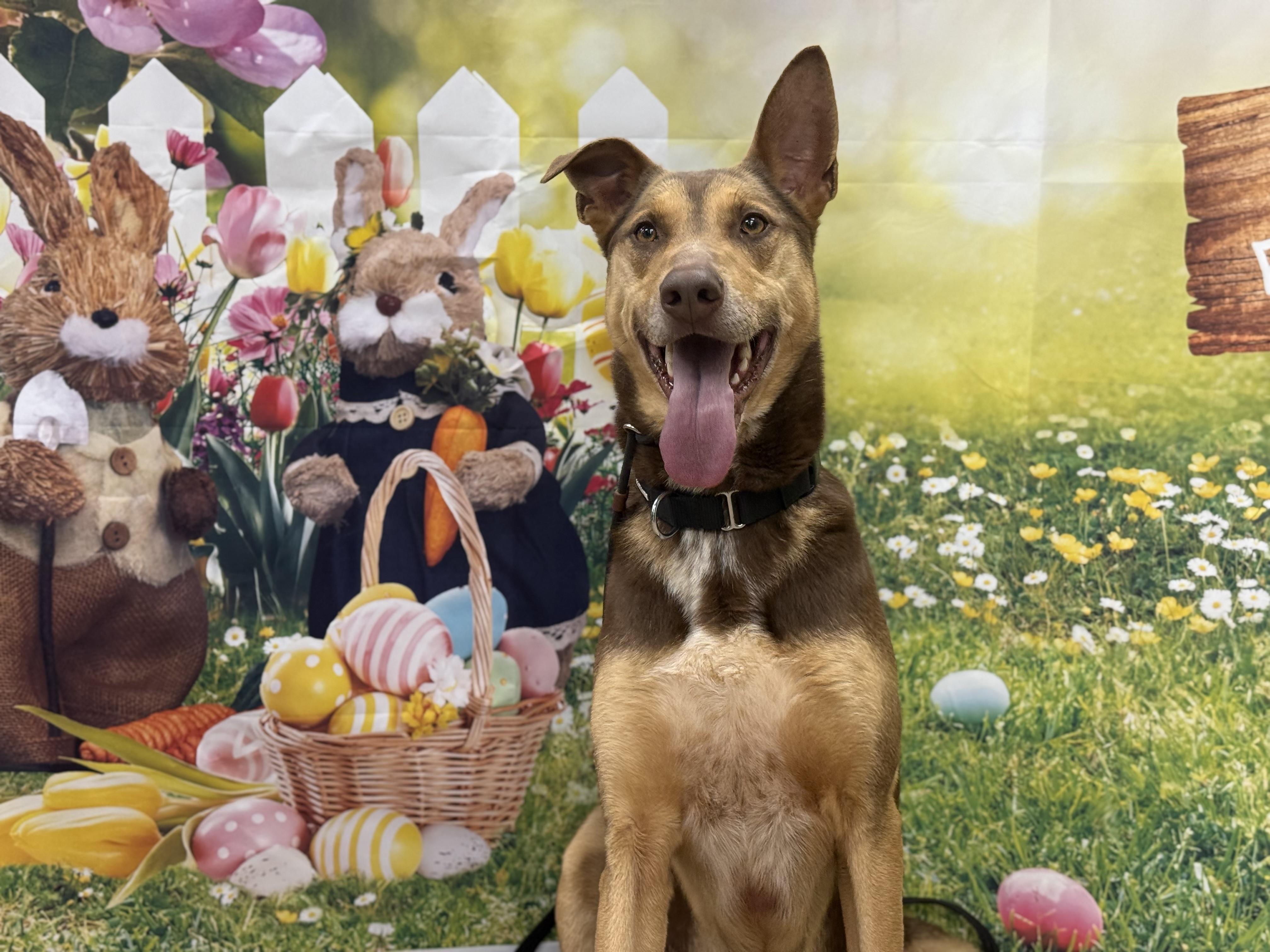 Enlarge Hugo , a ADOPTABLE mixed breed in Mendham, NJ image 3/4