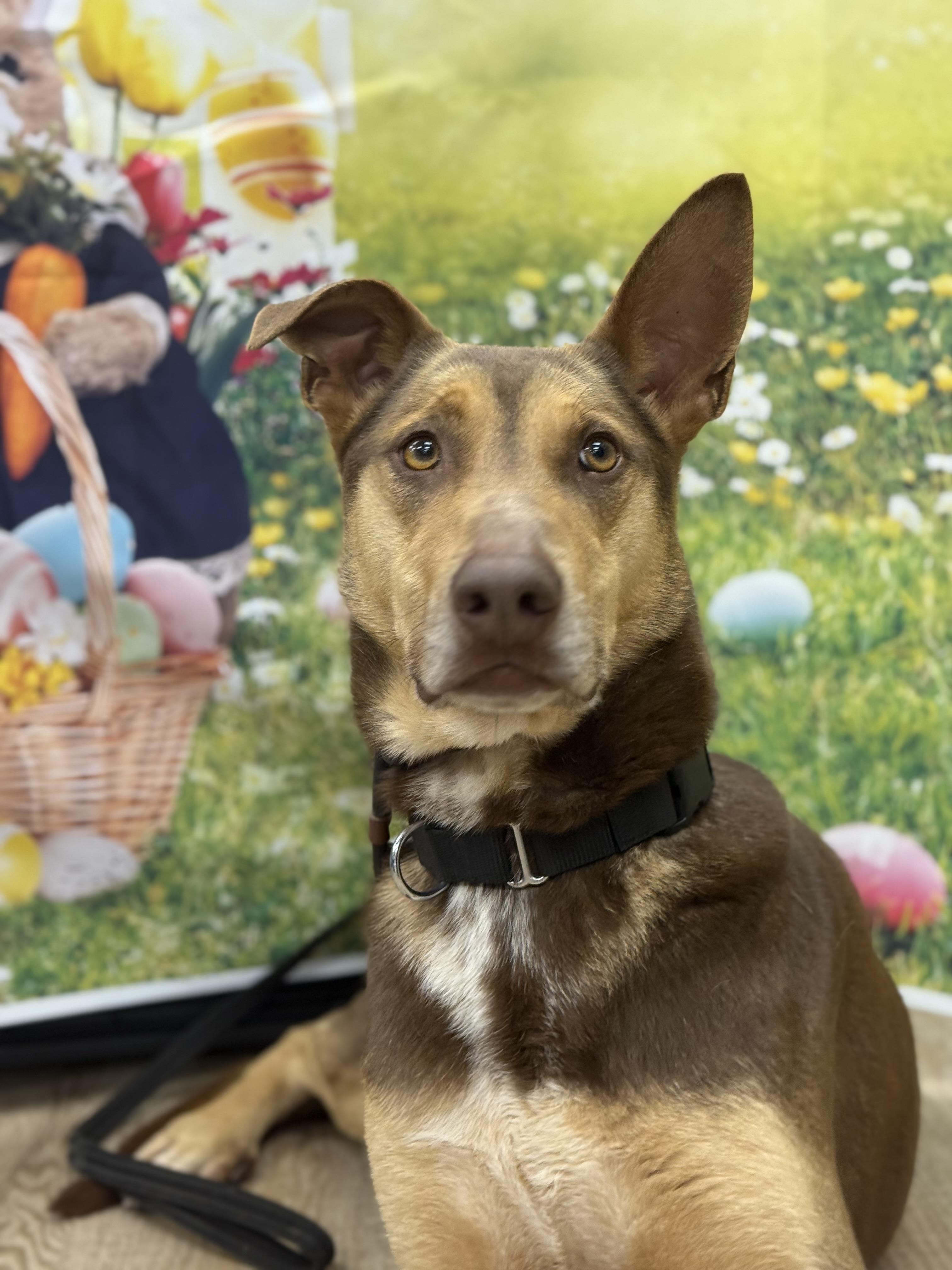 Enlarge Hugo , a ADOPTABLE mixed breed in Mendham, NJ image 4/4