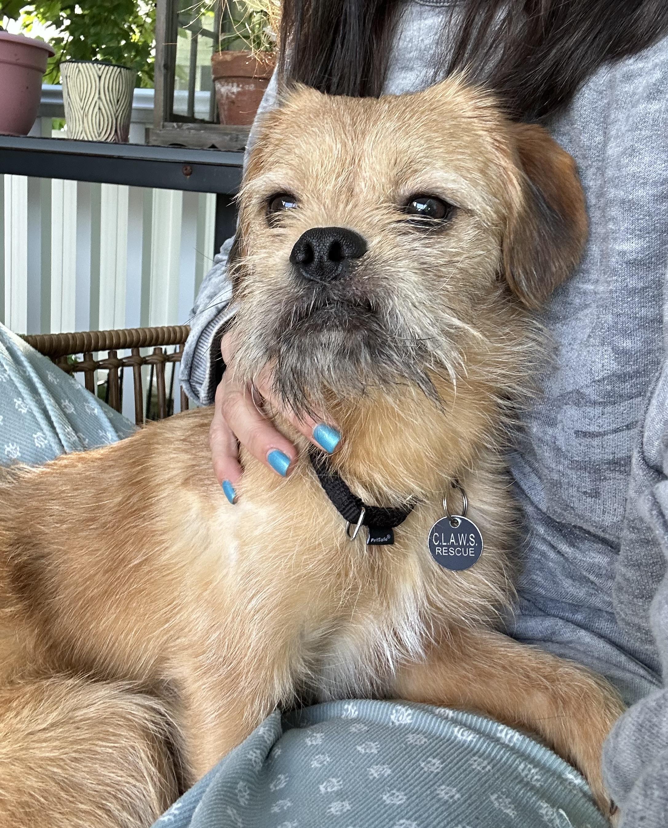 Enlarge Falafel, a Adoptable mixed breed in Closter, NJ image 6/6